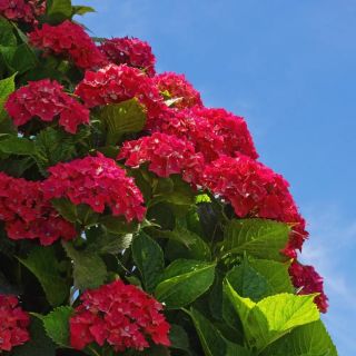 Хортензия/Hydrangea Macrophylla RED