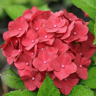 Хортензия/Hydrangea Macrophylla RED