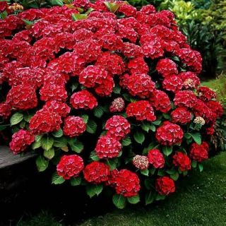 Хортензия/Hydrangea Macrophylla RED