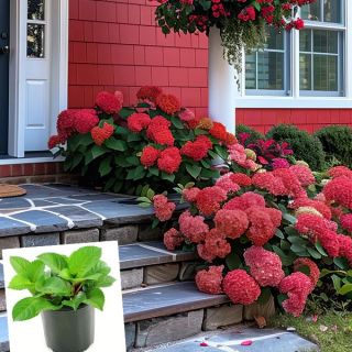 Хортензия/Hydrangea Macrophylla RED