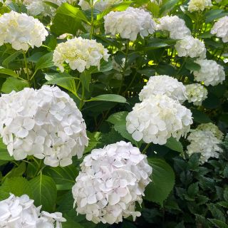 Хортензия/Hydrangea Macrophylla White