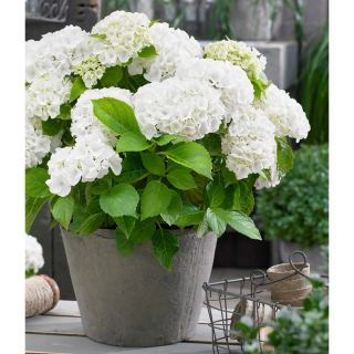 Хортензия/Hydrangea Macrophylla White