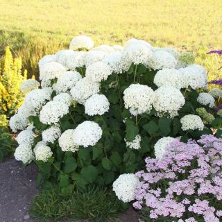 Хортензия/Hydrangea Macrophylla White