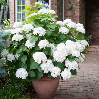 Хортензия/Hydrangea Macrophylla White