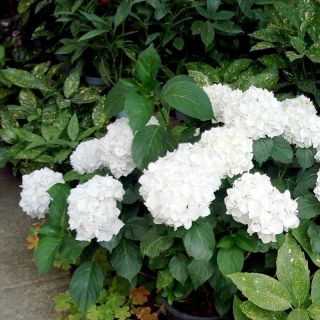 Хортензия/Hydrangea Macrophylla White