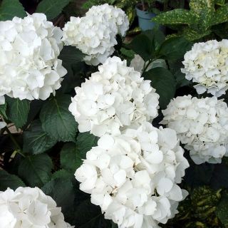 Хортензия/Hydrangea Macrophylla White