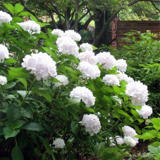 Хортензия/Hydrangea Macrophylla White