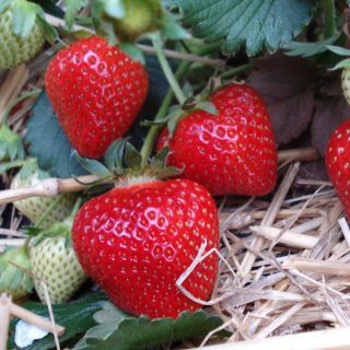 Fragaria Ananassa Korona-3бр.коренища ЯГОДИ