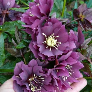 Кукуряк / Helleborus Double Ellen Purple / 1 бр