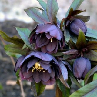 Кукуряк / Helleborus Double Ellen Purple / 1 бр