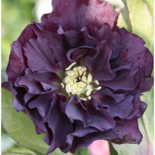 Кукуряк / Helleborus Double Ellen Purple / 1 бр