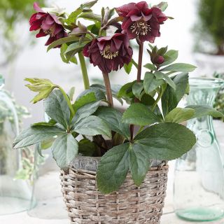 Кукуряк / Helleborus Double Ellen Purple / 1 бр