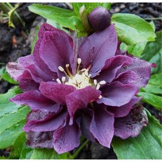 Кукуряк / Helleborus Double Ellen Purple / 1 бр