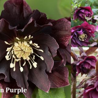 Кукуряк / Helleborus Double Ellen Purple / 1 бр