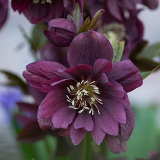 Кукуряк / Helleborus Double Ellen Purple / 1 бр