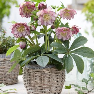 Кукуряк / Helleborus Double Ellen Picotee / 1 бр