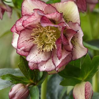 Кукуряк / Helleborus Double Ellen Picotee / 1 бр