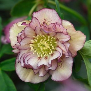 Кукуряк / Helleborus Double Ellen Picotee / 1 бр