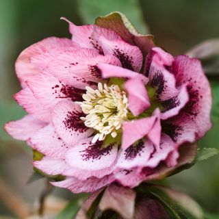 Кукуряк / Helleborus Double Ellen Pink Spotted / 1 бр