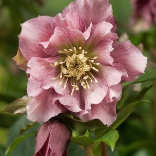 Кукуряк / Helleborus Double Ellen Pink Spotted / 1 бр