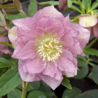 Кукуряк / Helleborus Double Ellen Pink Spotted / 1 бр