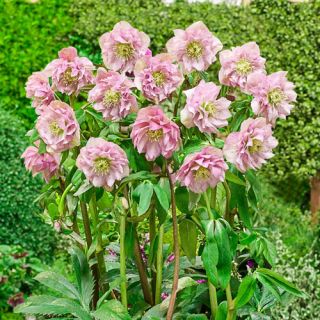 Кукуряк / Helleborus Double Ellen Pink Spotted / 1 бр