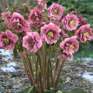 Кукуряк / Helleborus Double Ellen Pink Spotted / 1 бр