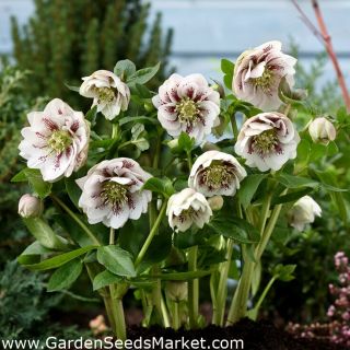 Кукуряк / Helleborus Double Ellen Spotted White / 1 бр