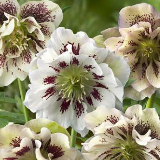 Кукуряк / Helleborus Double Ellen Spotted White / 1 бр