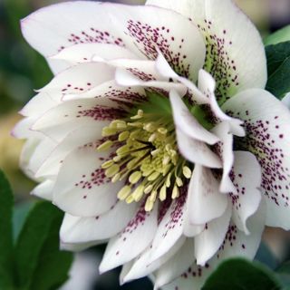 Кукуряк / Helleborus Double Ellen Spotted White / 1 бр