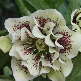 Кукуряк / Helleborus Double Ellen Spotted White / 1 бр