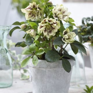 Кукуряк / Helleborus Double Ellen Spotted White / 1 бр