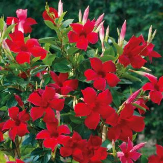 Дипладения/Mandevilla Red