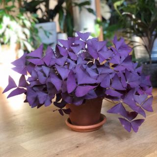 Oxalis Triangularis- 10бр.