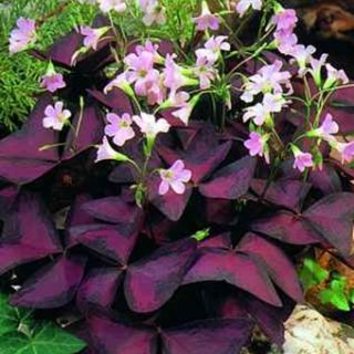 Oxalis Triangularis- 10бр.