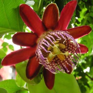 Passiflora Alata Red