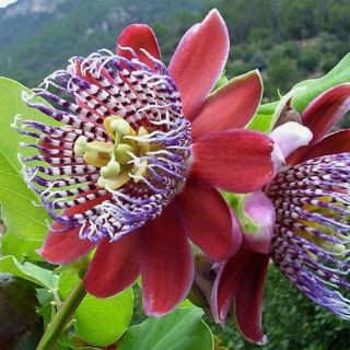 Passiflora Alata Red