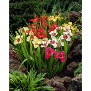 Tigridia pavonia mix-12бр.