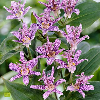 ГРАДИНСКА ОРХИДЕЯ Tricyrtis HIRTA- 3бр.