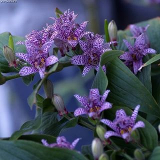 ГРАДИНСКА ОРХИДЕЯ Tricyrtis HIRTA- 3бр.