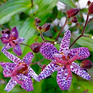 ГРАДИНСКА ОРХИДЕЯ Tricyrtis HIRTA- 3бр.