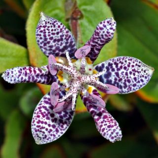 ГРАДИНСКА ОРХИДЕЯ Tricyrtis HIRTA- 3бр.