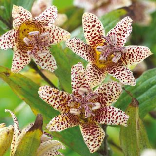 ГРАДИНСКА ОРХИДЕЯ Tricyrtis White Spotted- 1бр.