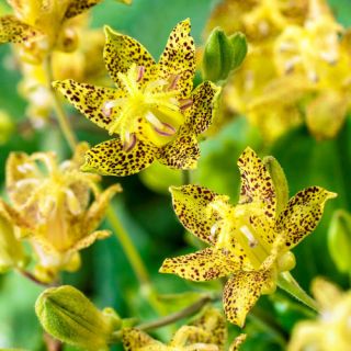 ГРАДИНСКА ОРХИДЕЯ Tricyrtis YELOOW - 1бр.