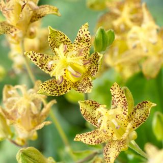 ГРАДИНСКА ОРХИДЕЯ Tricyrtis YELOOW - 1бр.