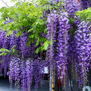 Глициния / Wisteria Sinensis