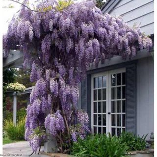 Глициния / Wisteria Sinensis