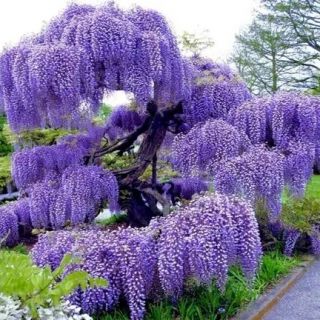 Глициния / Wisteria Sinensis