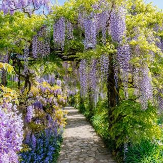 Глициния / Wisteria Sinensis