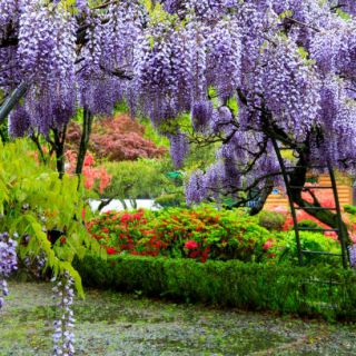 Глициния / Wisteria Sinensis